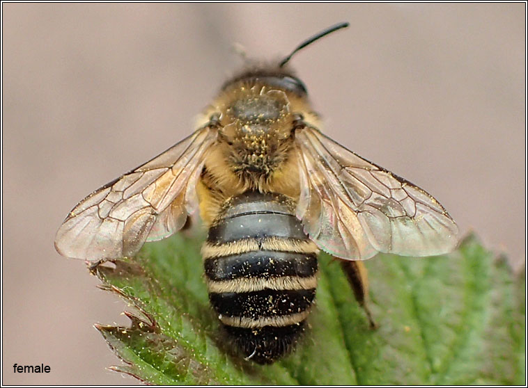 Andrena flavipes, Yellow-legged mining bee