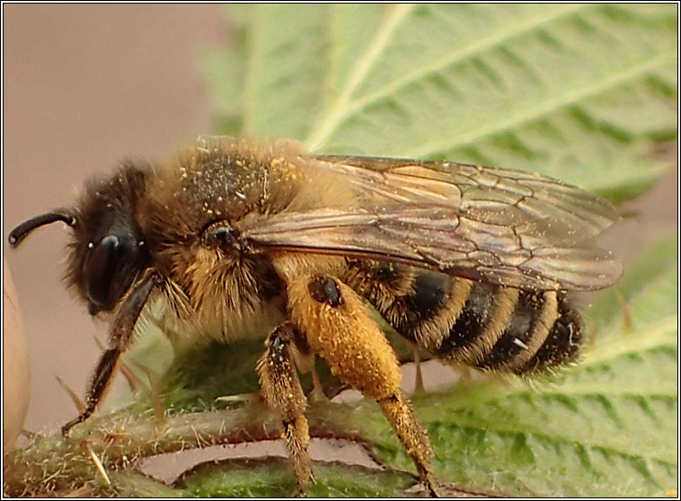 Andrena flavipes, Yellow-legged mining bee