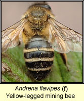 Andrena flavipes, Yellow-legged mining bee