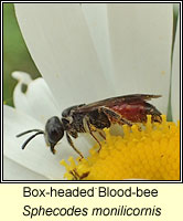 Sphecodes monilicornis, Box-headed Blood-bee