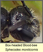 Sphecodes monilicornis, Box-headed Blood-bee