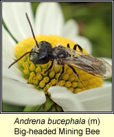 Andrena bucephala, Big-headed Mining Bee