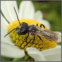 Andrena bucephala, Big-headed Mining Bee