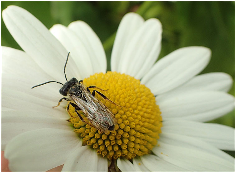 Andrena bucephala, Big-headed Mining Bee