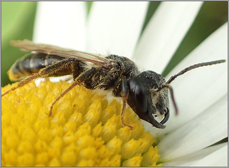 Andrena bucephala, Big-headed Mining Bee