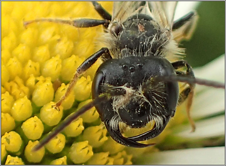 Andrena bucephala, Big-headed Mining Bee