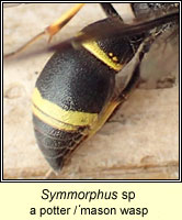 Symmorphus sp, a potter or mason wasp