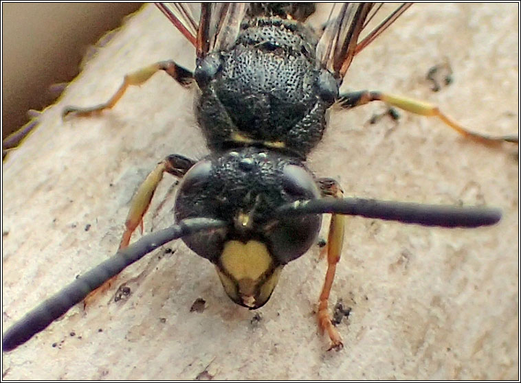 Symmorphus sp