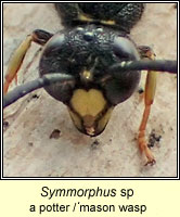 Symmorphus sp, a potter or mason wasp