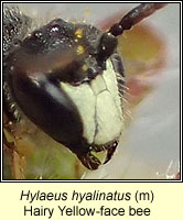 Hylaeus hyalinatus, Hairy Yellow-face Bee