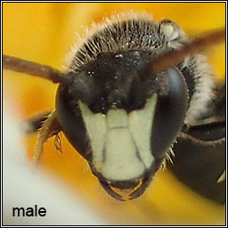 Hylaeus hyalinatus