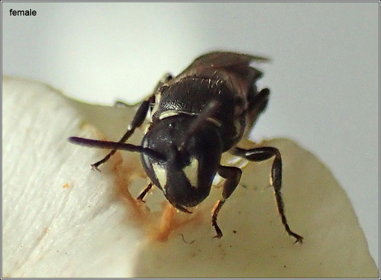 Hylaeus hyalinatus