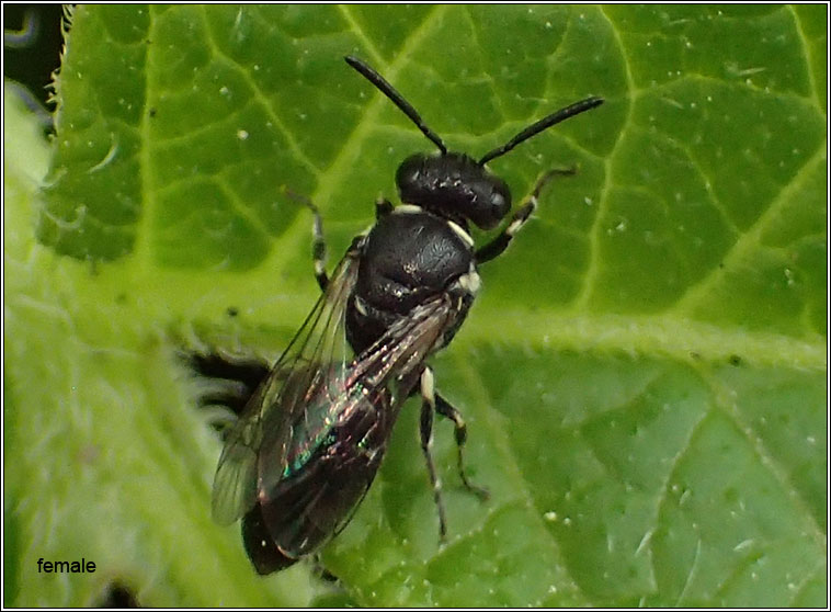 Hylaeus hyalinatus