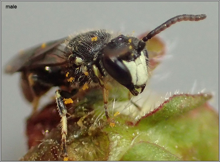 Hylaeus hyalinatus