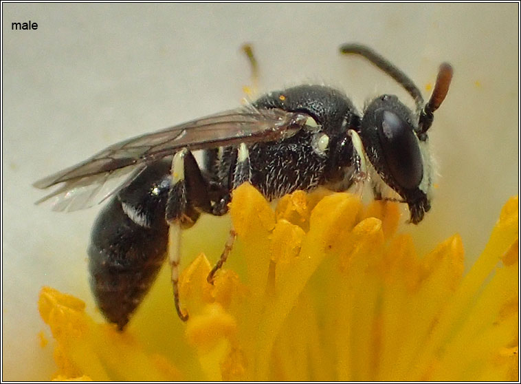 Hylaeus hyalinatus