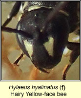 Hylaeus hyalinatus, Hairy Yellow-face Bee