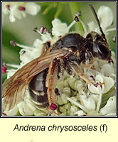 Andrena chrysosceles