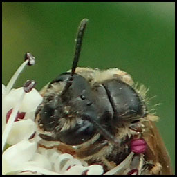 Andrena chrysosceles