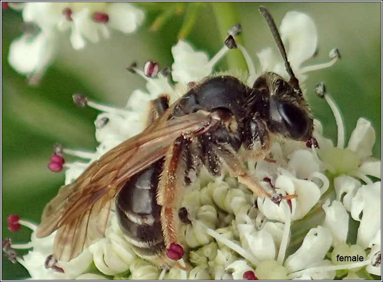 Andrena chrysosceles