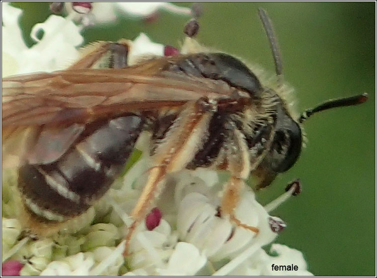 Andrena chrysosceles