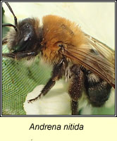 Andrena nitida