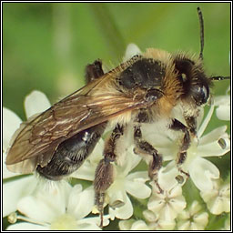 Andrena nitida