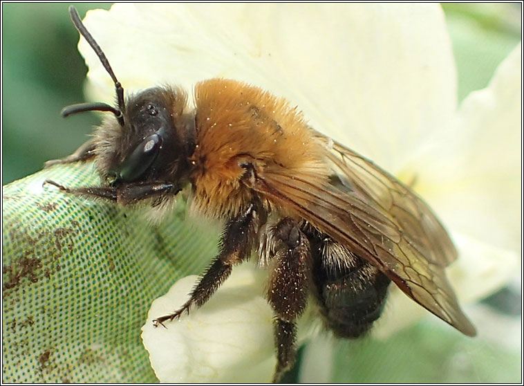 Andrena nitida