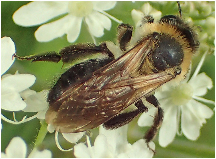 Andrena nitida