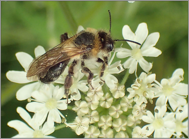 Andrena nitida