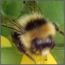 Heath Bumblebee, Bombus jonellus