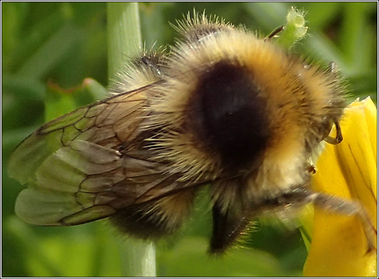 Heath Bumblebee, Bombus jonellus