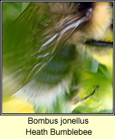 Bombus jonellus, Heath Bumblebee