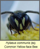 Hylaeus communis, Common Yellow-face Bee