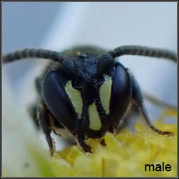 Hylaeus communis, Common Yellow-face Bee