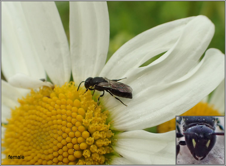 Hylaeus communis, Common Yellow-face Bee