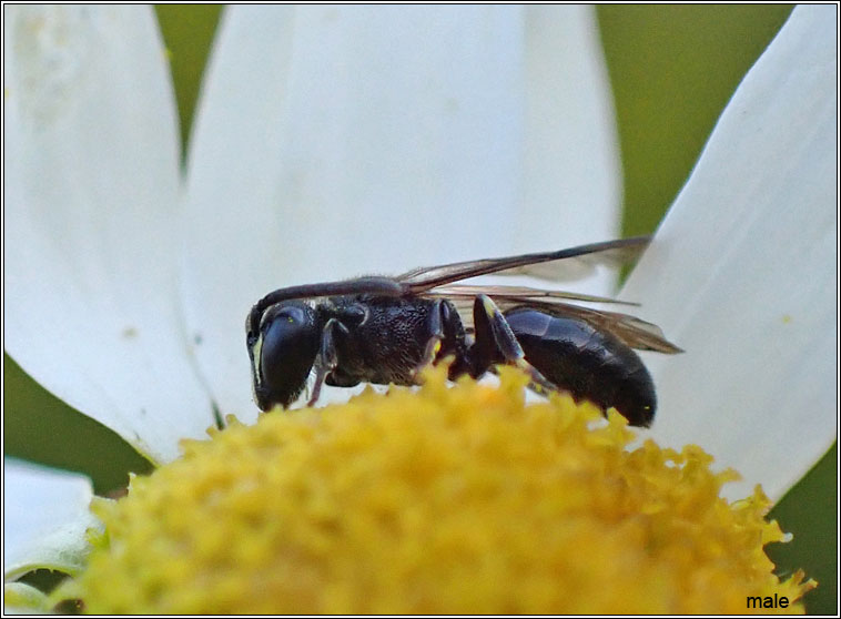 Hylaeus communis, Common Yellow-face Bee