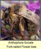 Anthophora furcata, Fork-tailed Flower-bee