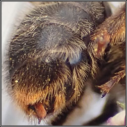 Anthophora furcata, Fork-tailed Flower-bee