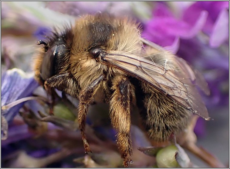 Anthophora furcata, Fork-tailed Flower-bee