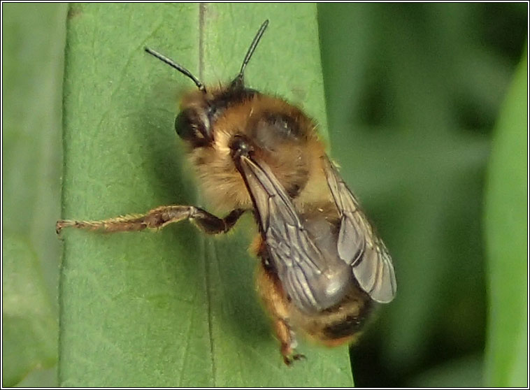 Anthophora furcata, Fork-tailed Flower-bee