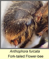 Anthophora furcata, Fork-tailed Flower-bee