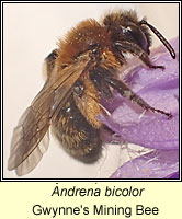 Andrena bicolor, Gwynne's Mining Bee