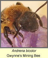 Andrena bicolor, Gwynne's Mining Bee