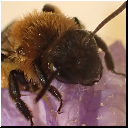 Andrena bicolor, Gwynne's Mining Bee