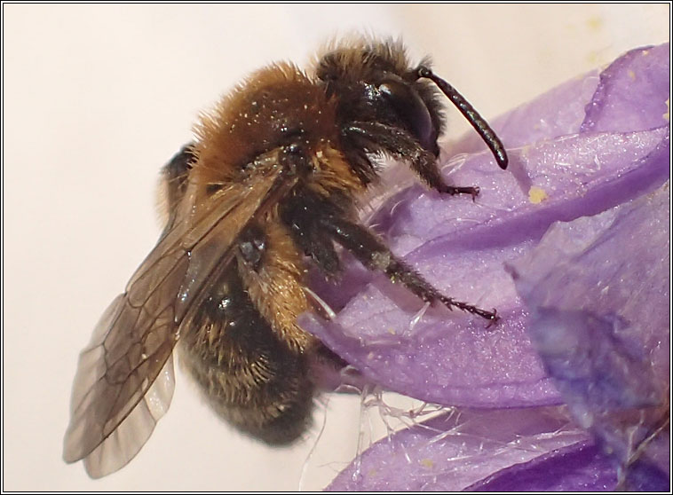 Andrena bicolor, Gwynne's Mining Bee