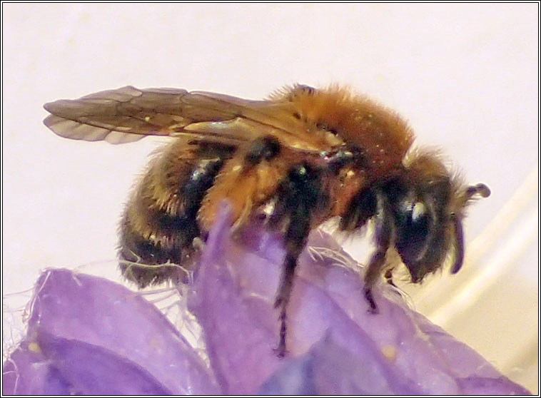 Andrena bicolor, Gwynne's Mining Bee