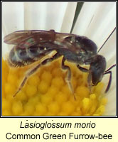 Lasioglossum morio, Common Green Furrow-bee