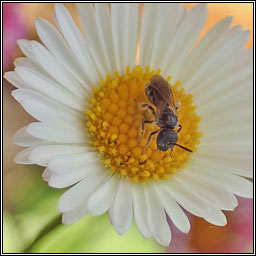 Lasioglossum morio, Common Green Furrow-bee