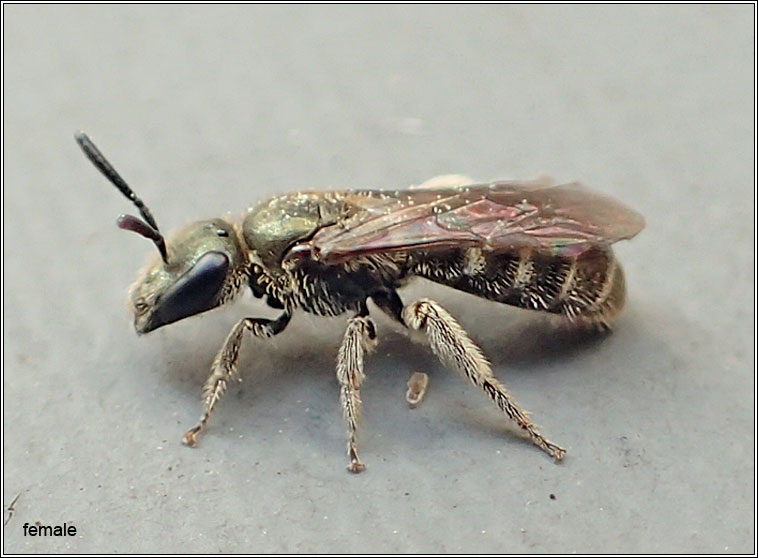 Lasioglossum morio, Common Green Furrow-bee