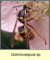 Dolichovespula sp